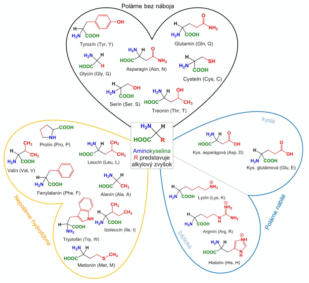 aminokyseliny-rozdelenie.gif