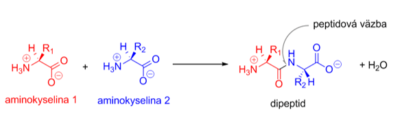 aqminokyseliny-reakcie6